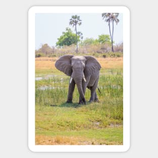 African bush elephant, Loxodonta africana Sticker